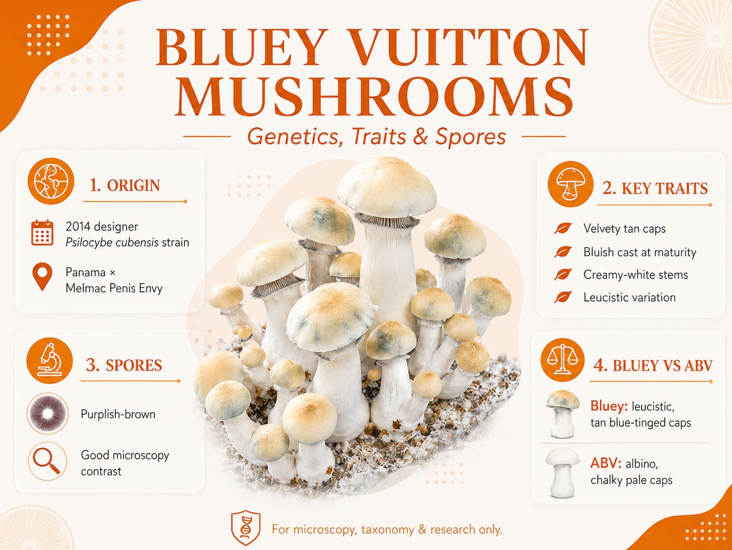 Bluey Vuitton mushroom infographic