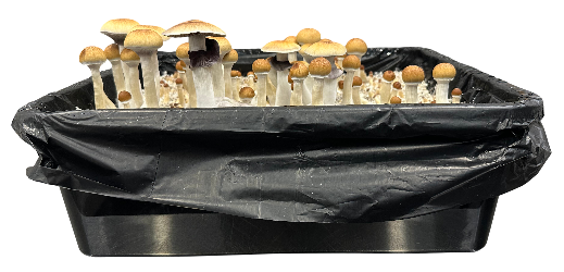 Bulk Mushroom Grow