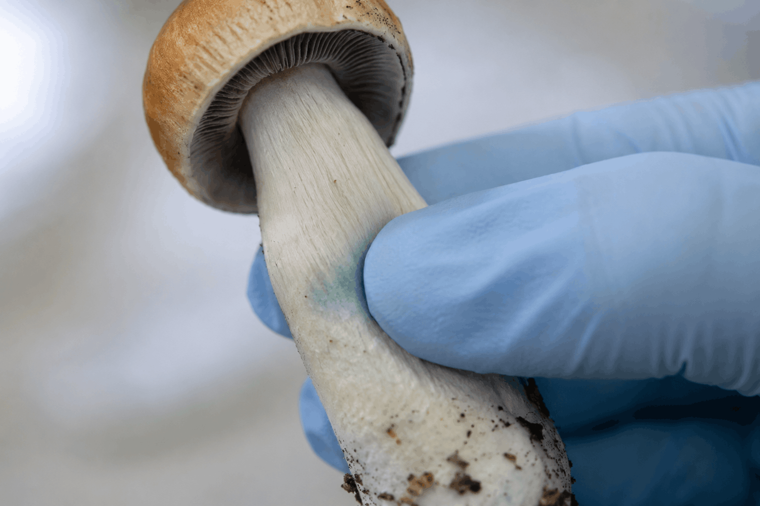 Gloved Hand Examining Mushroom Stem Gloved Hand pressing on psilocybe cubensis mushroom