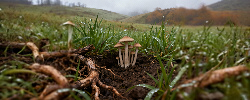 Grass Loving Mushrooms the Greenery is Key