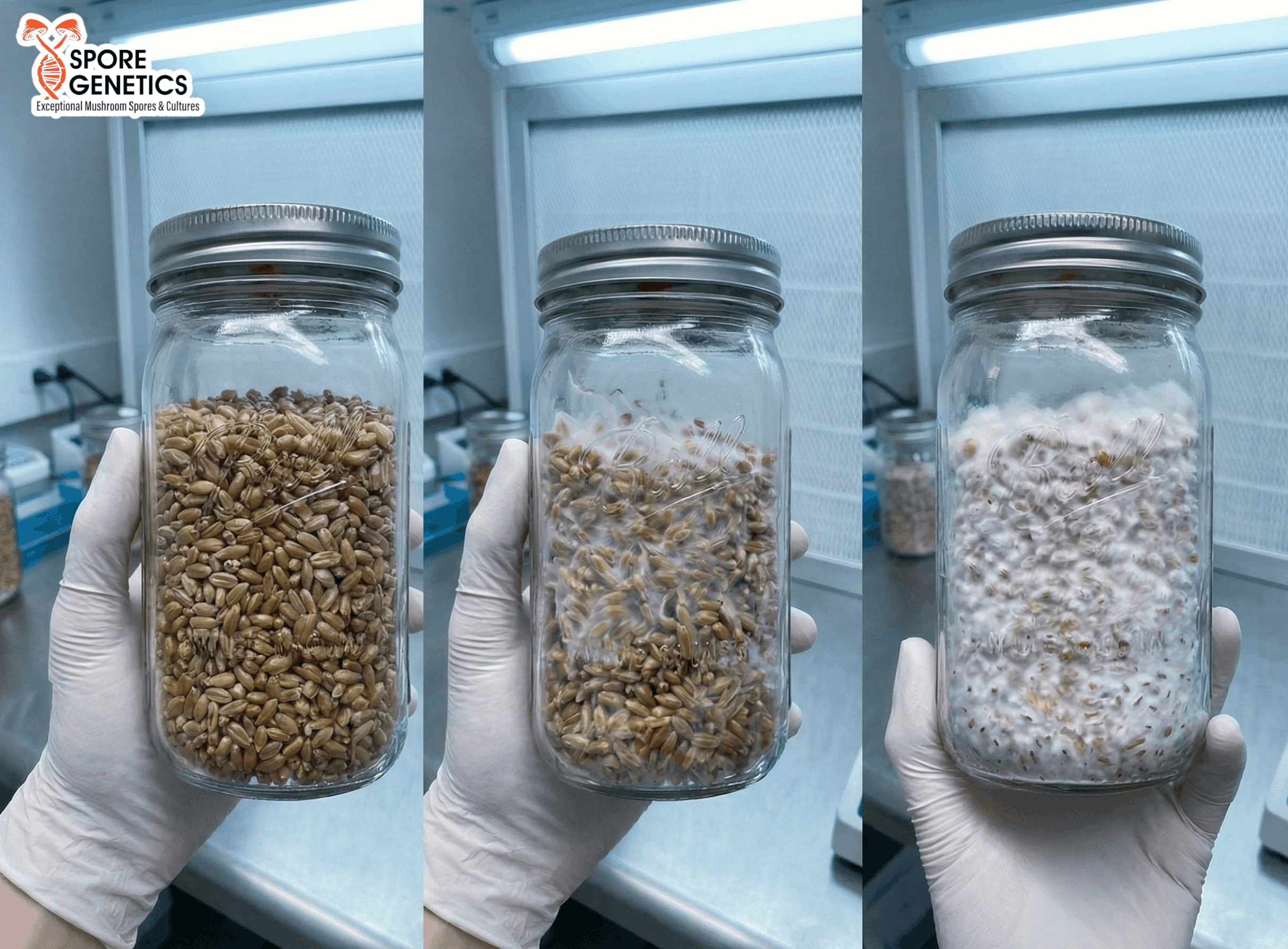 mushroom spore germination stages from no growth to early mycelium and visible mycelium expansion in grain jars
