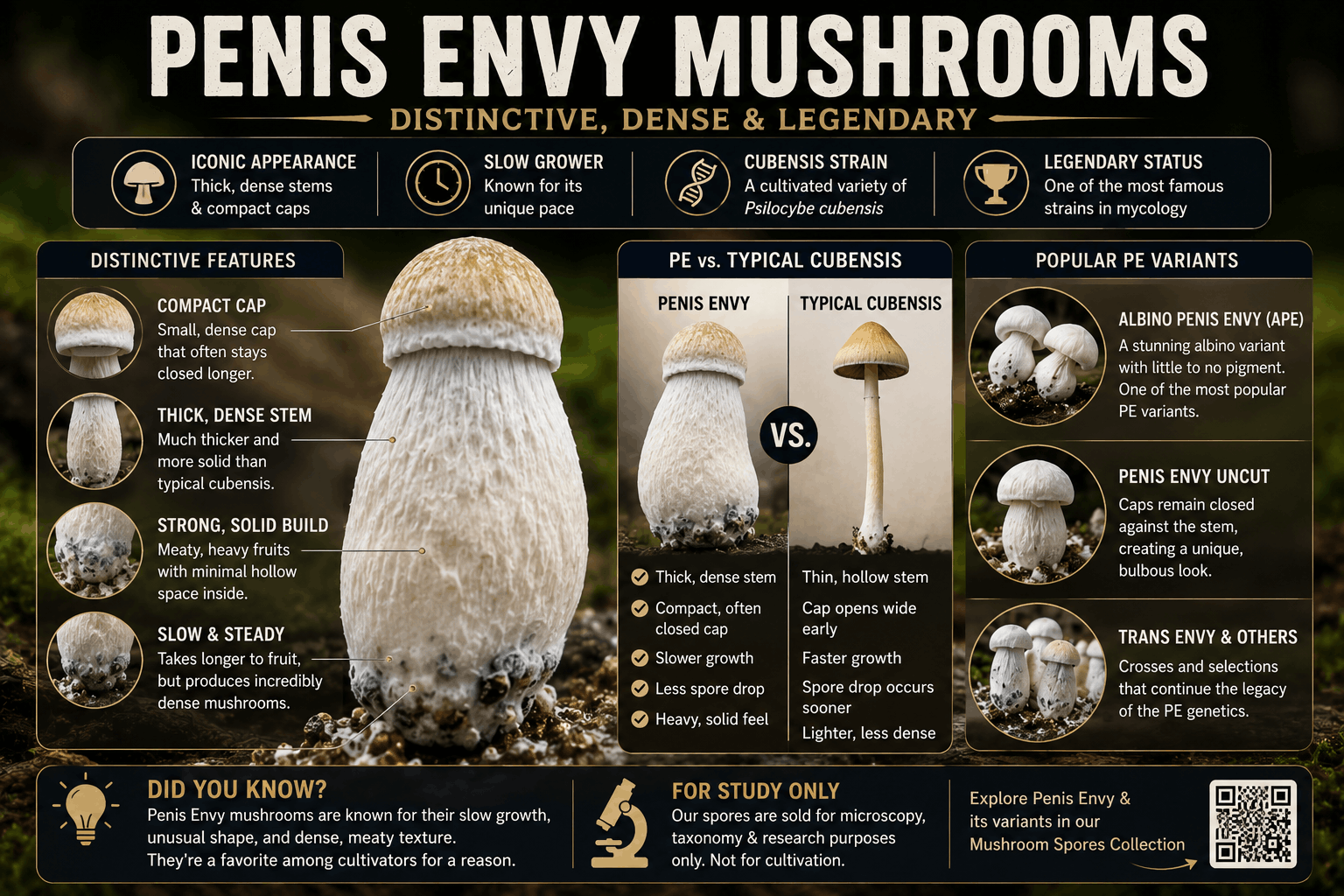 penis envy mushroom identification guide Penis Envy Psilocybe cubensis strain showing its thick stem and compact cap compared with other cubensis variants.