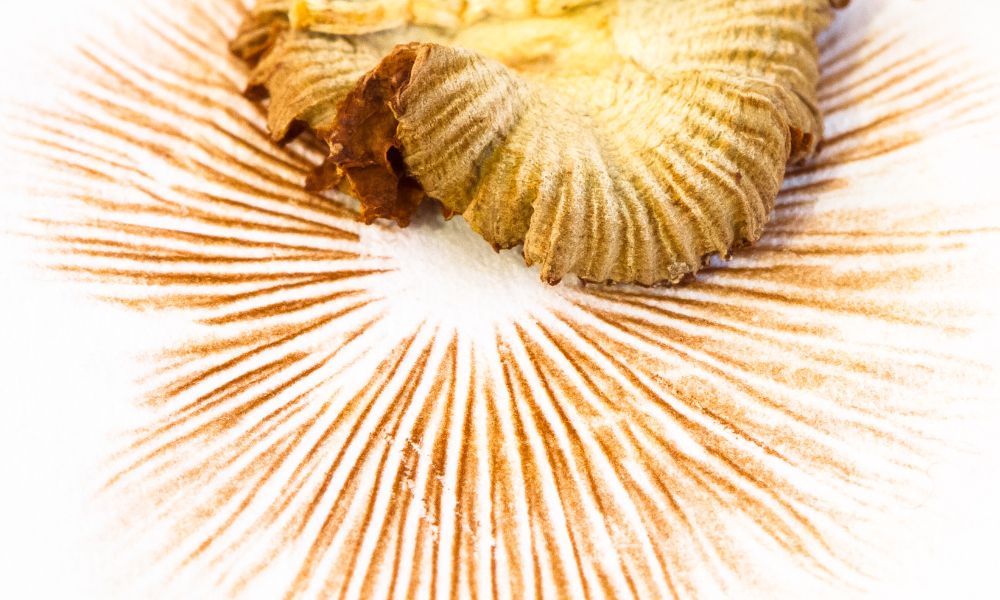 therapeutic benefits of mushrooms therapeutic benefits of functional mushrooms