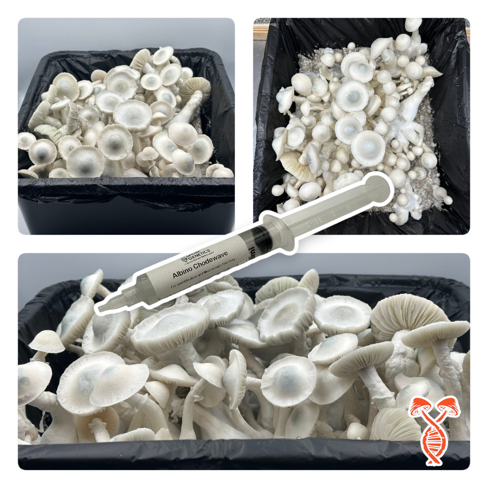 Albino Chodewave 10cc Spore Syringe Albino Chodewave Spore Syringe, 10cc Spore Syringe, High-quality Spore Syringes, Psilocybe Cubensis Syringes, Mushroom Research Syringes, Educational Mushroom Spores, Mycology Supplies, Premium Spore Genetics Syringes, Exclusive Mushroom Strains, Microscopy Spore Syringes, Buy Albino Chodewave Spore Syringe, Albino Chodewave Spore Syringe for Microscopy, Psilocybe Cubensis Albino Chodewave Online, Spore Syringe for Academic Research, Spore Genetics Exclusive Strains