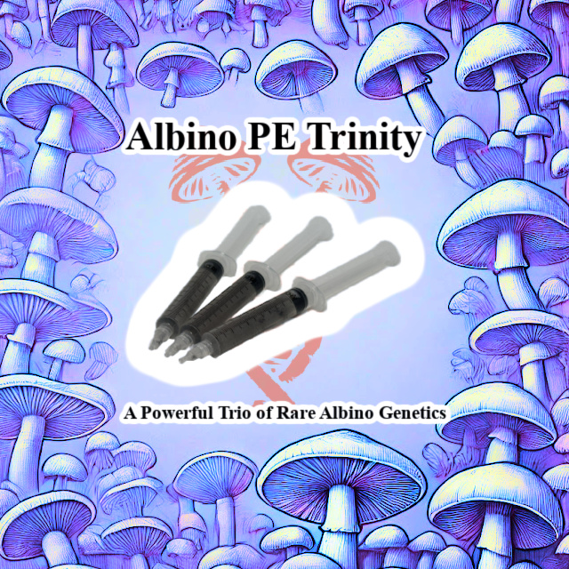 Albino PE Trinity 3-Pack Spore Syringes