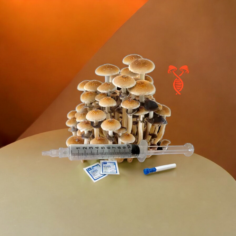 Aurora 10cc Spore Syringe aurora spore syringe, aurora magic mushroom spores, aurora psilocybe cubensis, aurora cubensis, aurora spore genetics magic mushrooms, magic mushroom aurora spores, spore genetics aurora mushroom spore syringe,