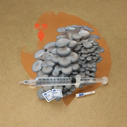 Blue Oyster 10cc Liquid Culture Syringe - LC02