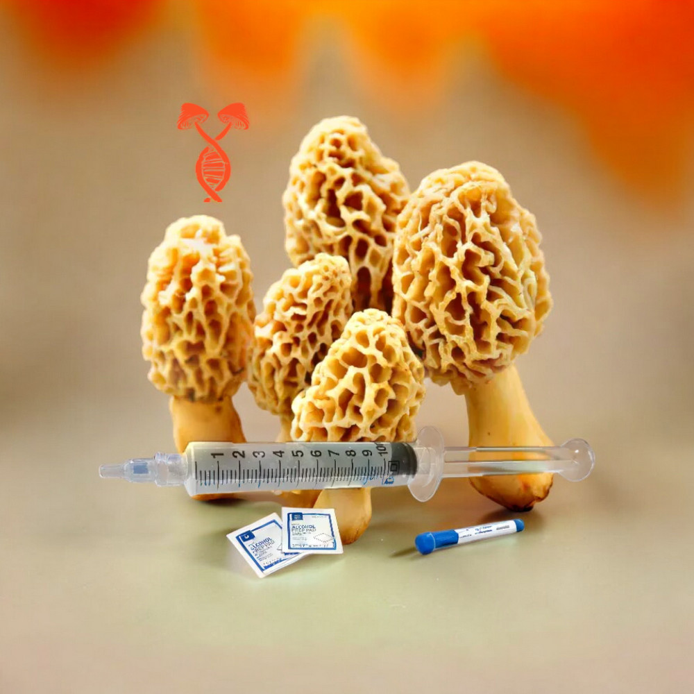 Golden Morel 10cc Liquid Culture Syringe Golden Morel, Morchella elata, Morel mushrooms, grow mycelium, liquid culture, nutrient-rich medium, increased yields, higher quality mushrooms, delicious mushrooms, easy to identify, difficult to find, fruit in spring, fruit in fall, planting, outdoor habitats, cold wet winters, shady area, hardwood tree, grain spawn, sawdust, pellets, coir, wood ashes, cover with straw, laboratory setting, spores, tissue, agar plates, growing substrates, efficient cultivation process.