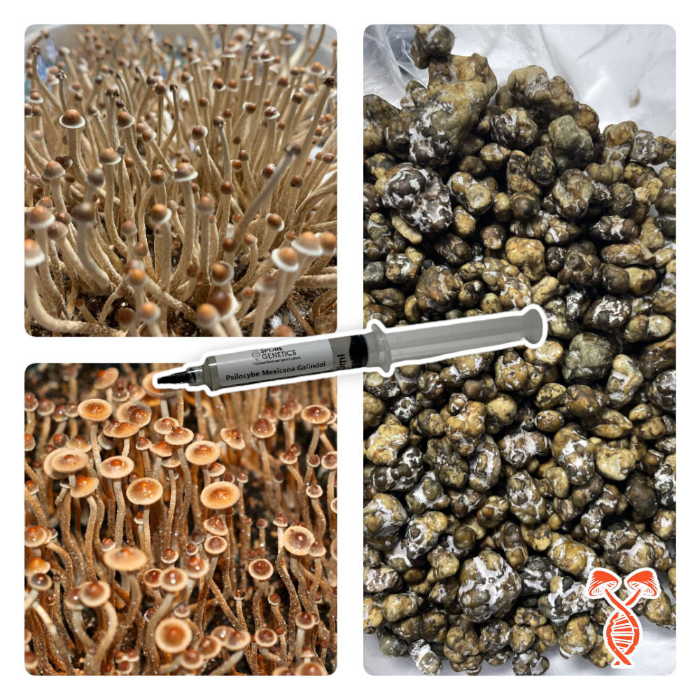  Psilocybe Mexicana Galindoi 10cc Spore Syringe 